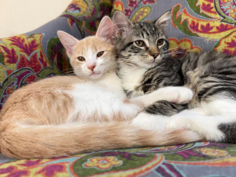 One Spoon, Two Foods: A Customer's BFF Best Feline Friend Taste Test