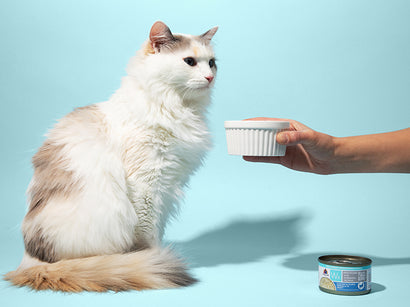 Wx Phos Focused Cat Food Formulas
