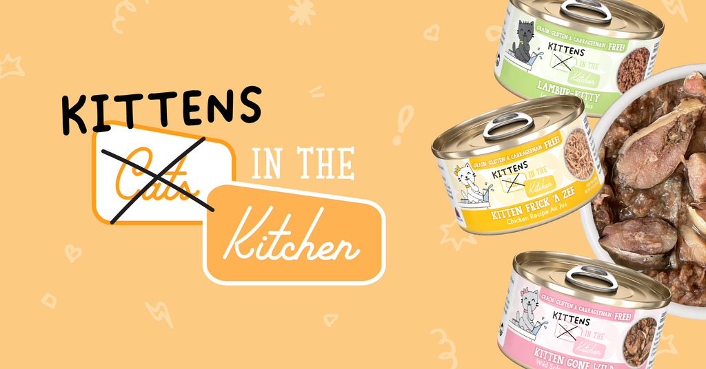 Cats in the Kitchen Kitten