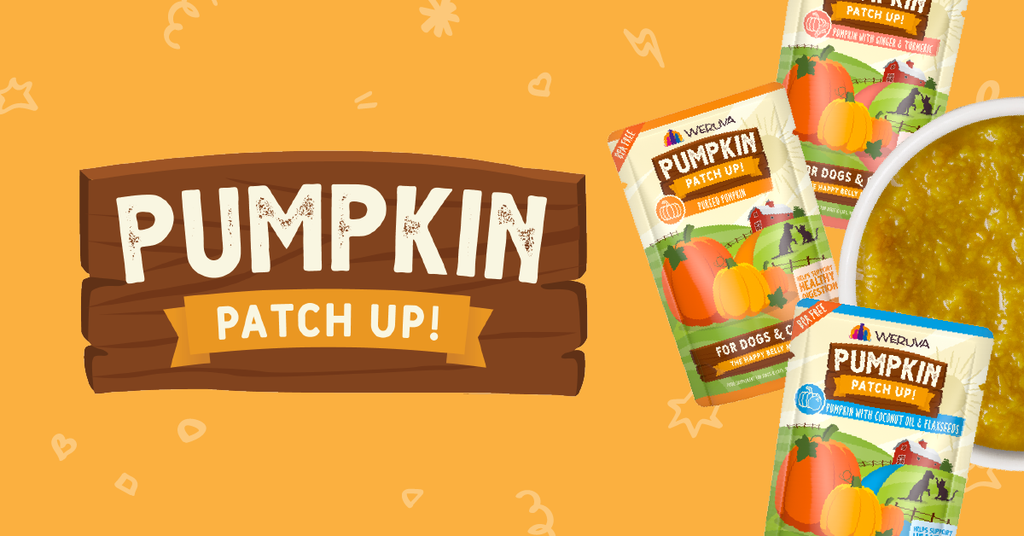 Pumpkin Patch Up!
