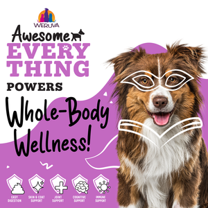 A happy brown and white dog with drawn-on glasses and a cape sits before a purple background. Text: “Awesome Everything Super Beef Bone Broth by Awesome Functions powers whole-body wellness!” Great as a dog mixer or broth, with icons for digestion, skin, joints, cognition, immunity.