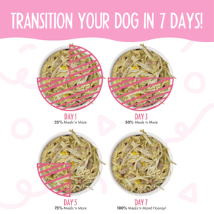 Infographic with four bowls showing gradual increases of Weruva Amazon Livin' Recipe Plus dog food over 7 days—Day 1 (25%), Day 3 (50%), Day 5 (75%), Day 7 (100%)—to guide a smooth food transition for better digestion.