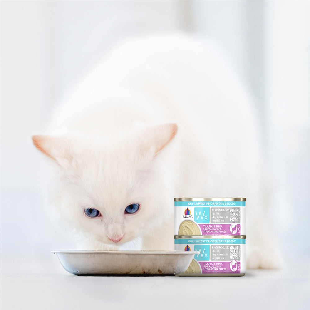 A fluffy white cat with blue eyes eats from a metal dish beside two stacked cans of Weruva Wx Phos Focused Phos Focused Gravy & Paté Formulas, a low phosphorus cat food. The soft, light background enhances the gentle scene.
