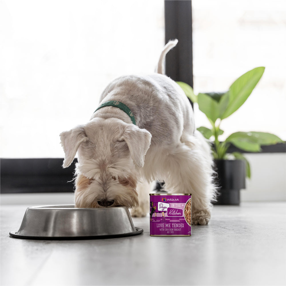 A small white dog with a green collar eats protein-rich food from a metal bowl indoors, with a can of Dogs in the Kitchen Love Me Tender dog food beside it and a green potted plant in the background.
