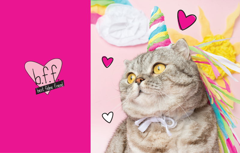 Best feline friend outlet