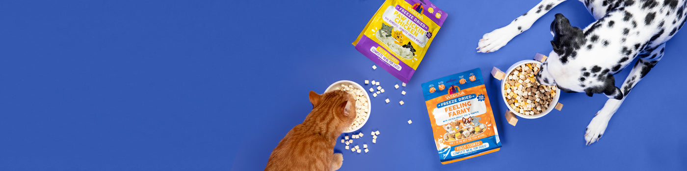 A ginger cat and a Dalmatian dog eat food from bowls on a blue surface, with scattered treats and two bags of pet food—one purple for cats and one blue for dogs—next to them.