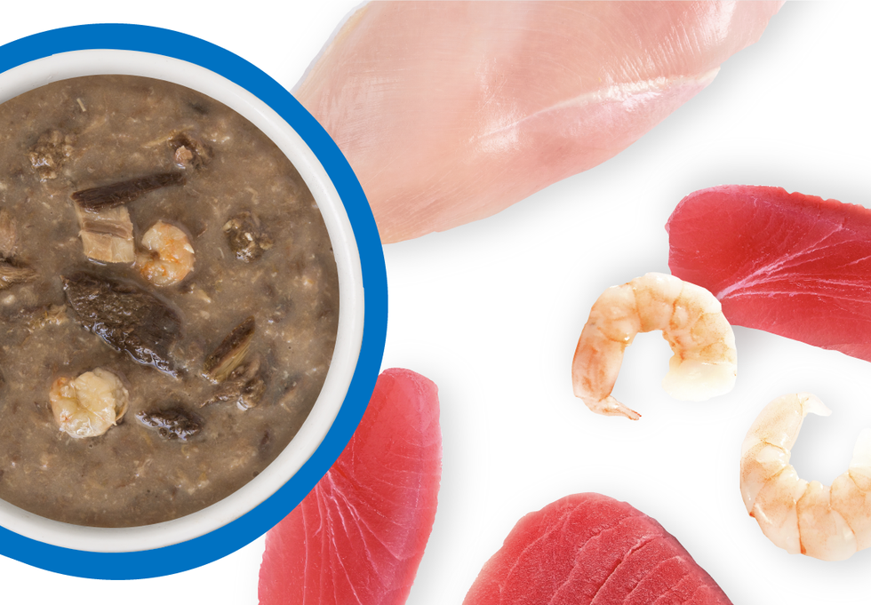 Food Bowl With Ingredients Used Scattered Around It