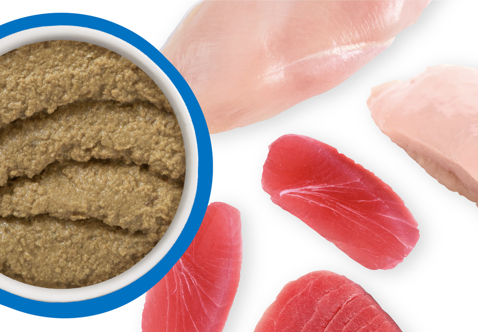 Food Bowl With Ingredients Used Scattered Around It