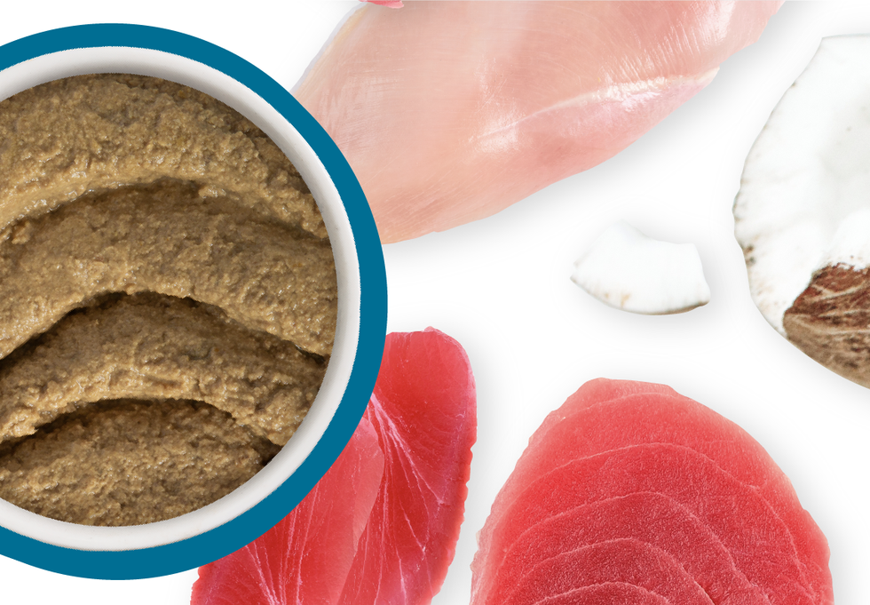 Food Bowl With Ingredients Used Scattered Around It