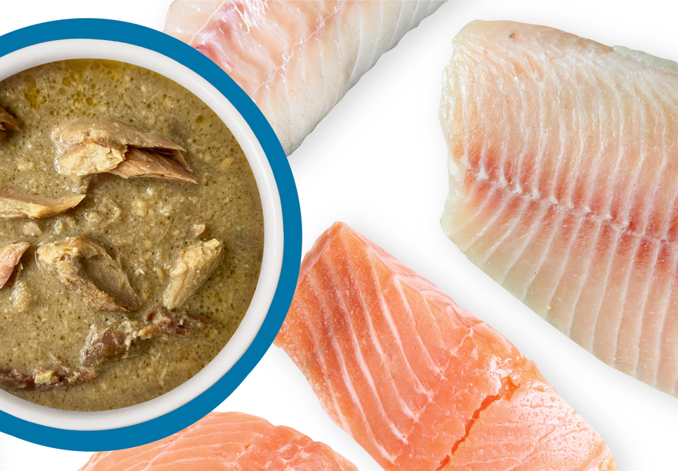 Cat Food Can Cats Eat Salmon Raw Raw Fish Can Cats Eat Fresh