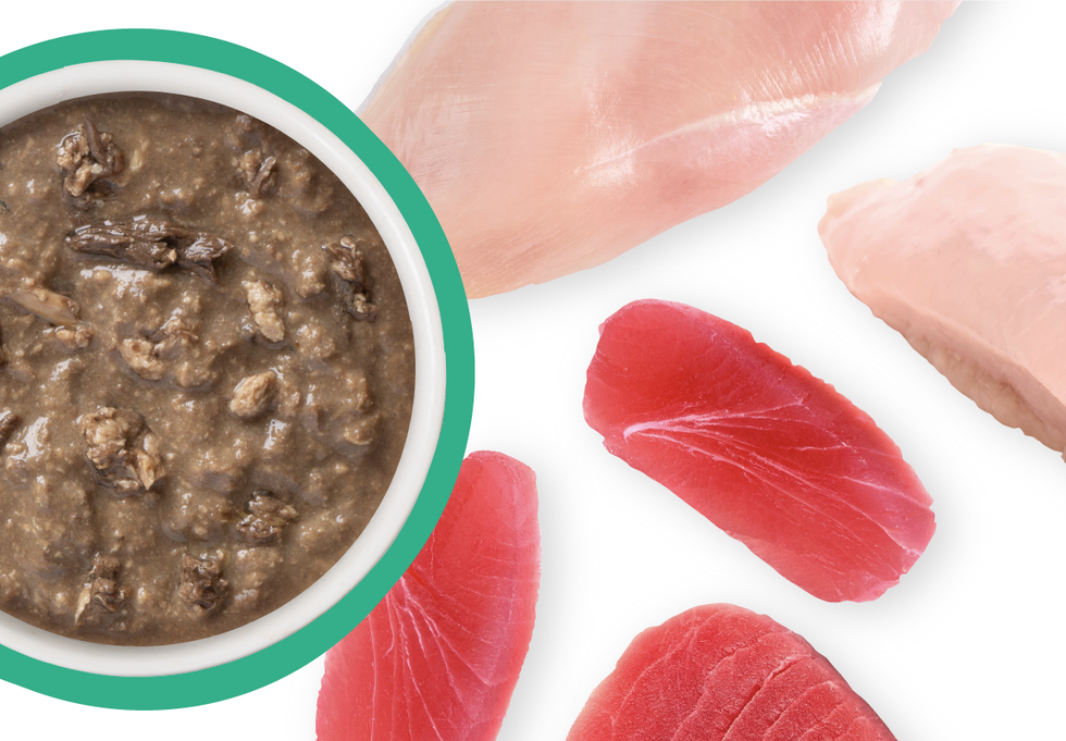 Weruva Kitten Chicken Tuna Formula in Gravy Wet Cat Food