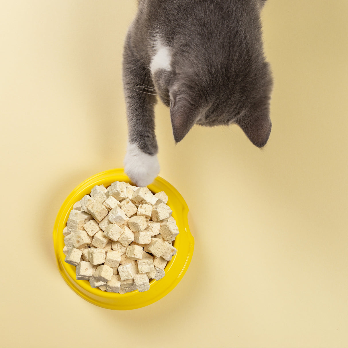 2852-Weruva-Cat-Freeze-Dried-Lifestyle.jpg