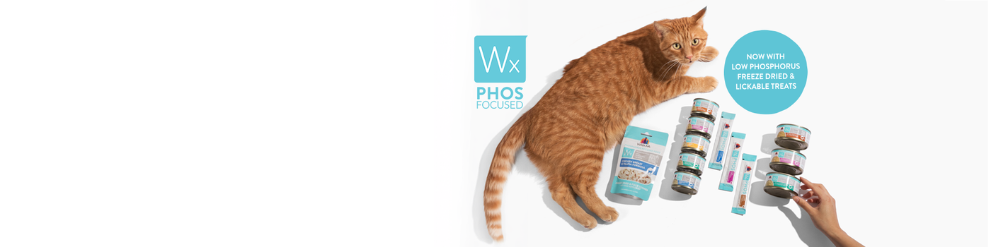 An orange tabby cat lies next to a variety of Wx Phos Focused cat food products. A hand holds one can. A blue circle highlights, Now with low phosphorus freeze dried & lickable treats.