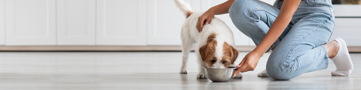 A closer look at High Phosphorus Dog Food For Ibd Symptoms