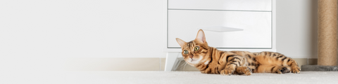 Shop Lower & Lowest Phosphorus Weruva Cat Foods