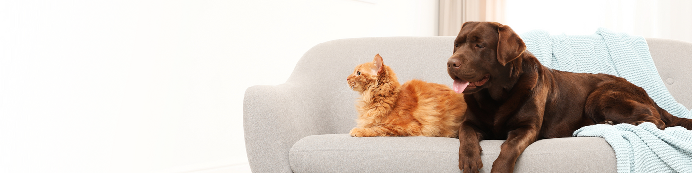 A brown dog and an orange cat relax side by side on a light gray sofa with a blue blanket draped over the armrest. The background is softly lit, creating a calm and cozy atmosphere.