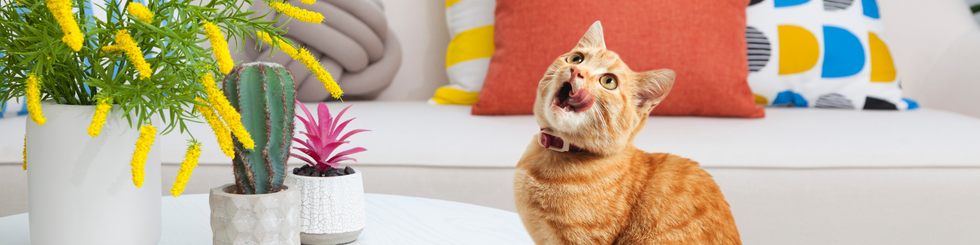 This HIDDEN GEM in Cat Food is Changing How Your Weruva Cat Eats Forever